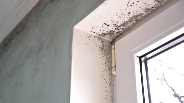 Office Mold Removal Services in Marlow, OK
