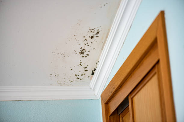 Best Mold Testing  in Marlow, OK