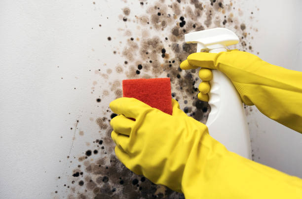 Best Same-Day Mold Removal  in Marlow, OK