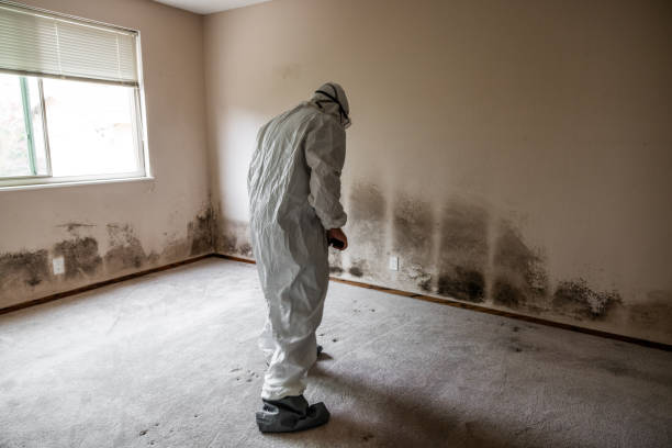 Best Local Mold Removal Service  in Marlow, OK