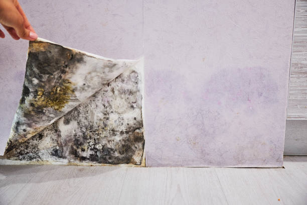  Marlow, OK Mold Removal Pros